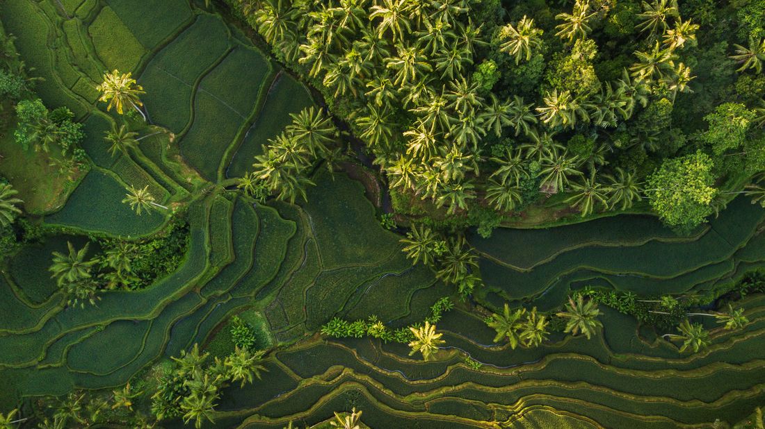 Rice terraces and palms in Indonesia, seen from above